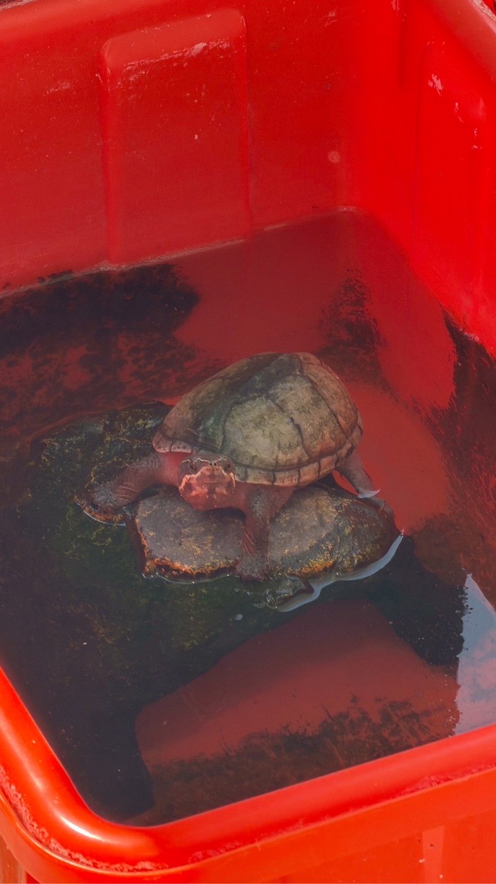 台中柳川找小烏龜🐢