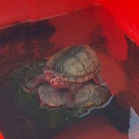 台中柳川找小烏龜🐢