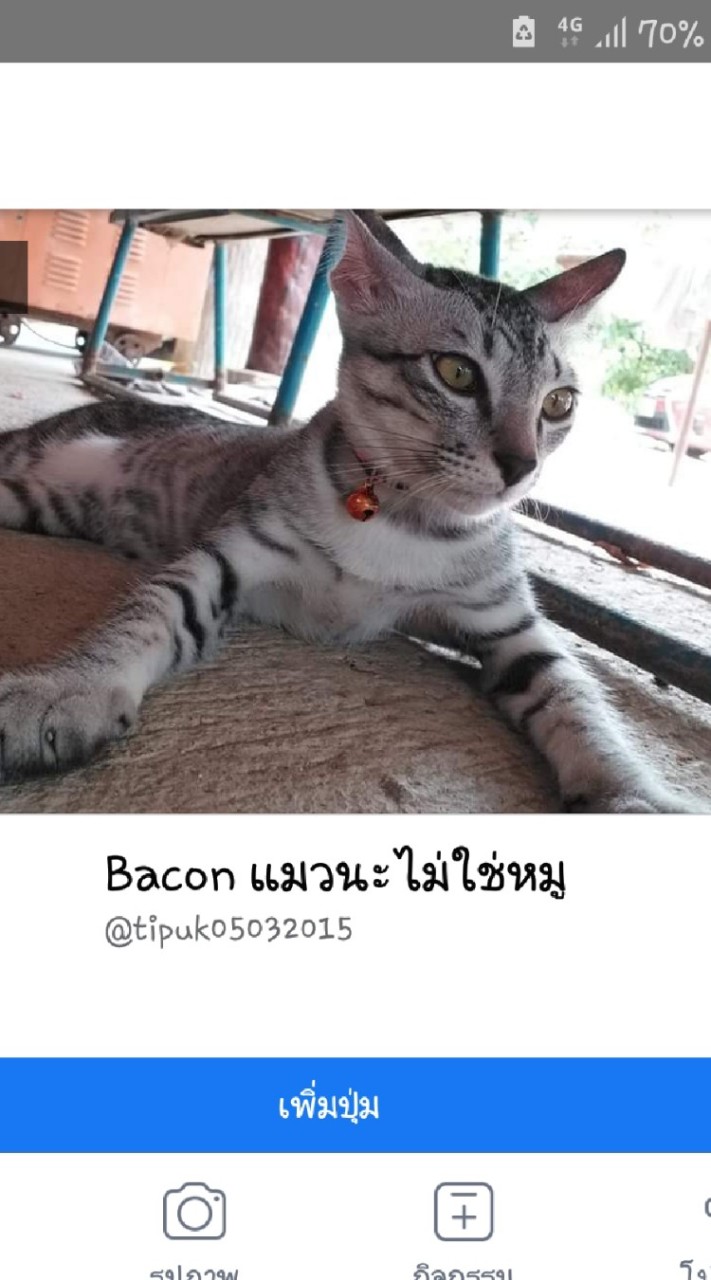 OpenChat หารูปแมวมาลงเพจ