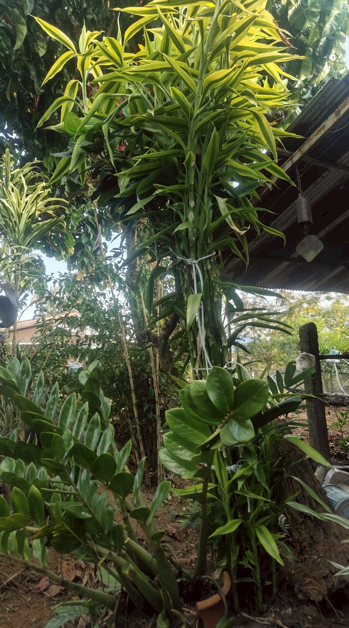 phaerwa