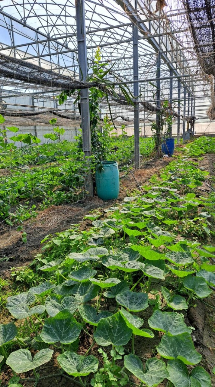 新埔七街168巷10號好康多總店🥦蔬菜🍎水果批發-零售