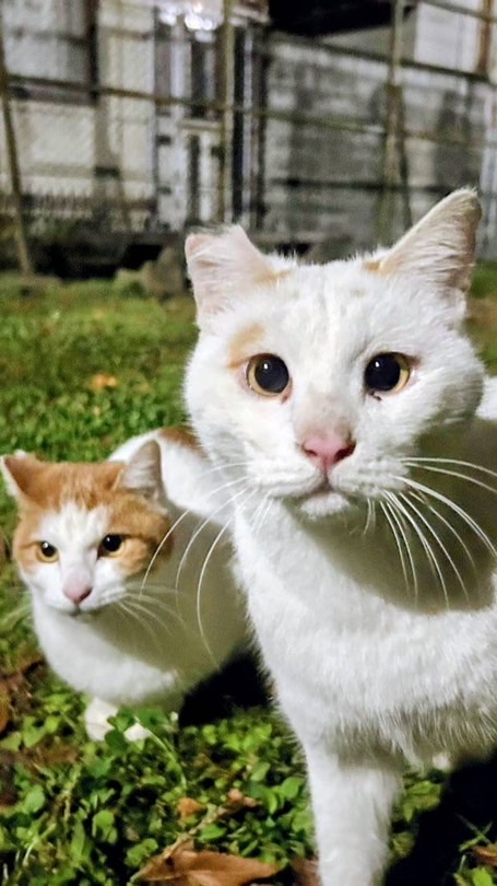 立命館大学猫の会RitsCat　新歓用オープンチャット(2026年度)