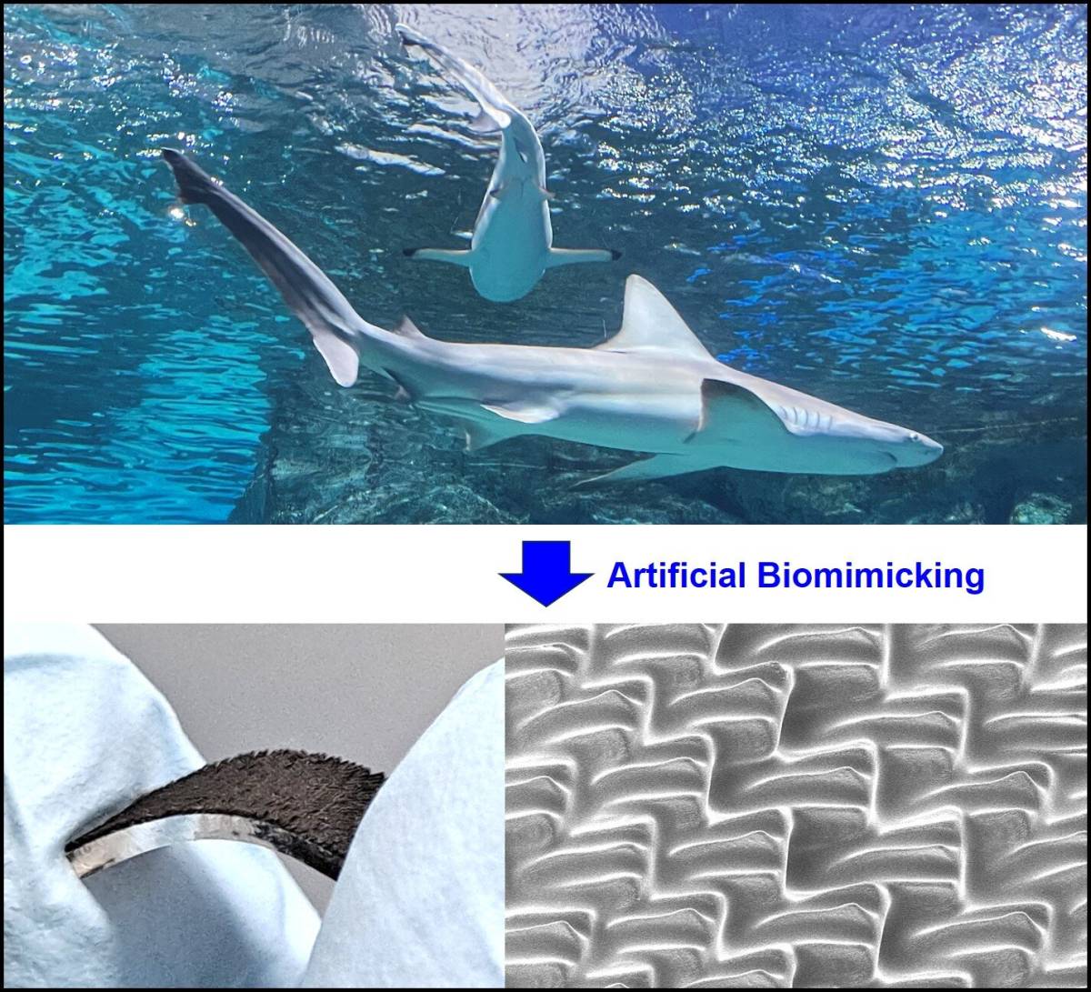 Revolutionary Study Creates Multifunctional 3D Artificial Shark Skin mimicking nature’s design