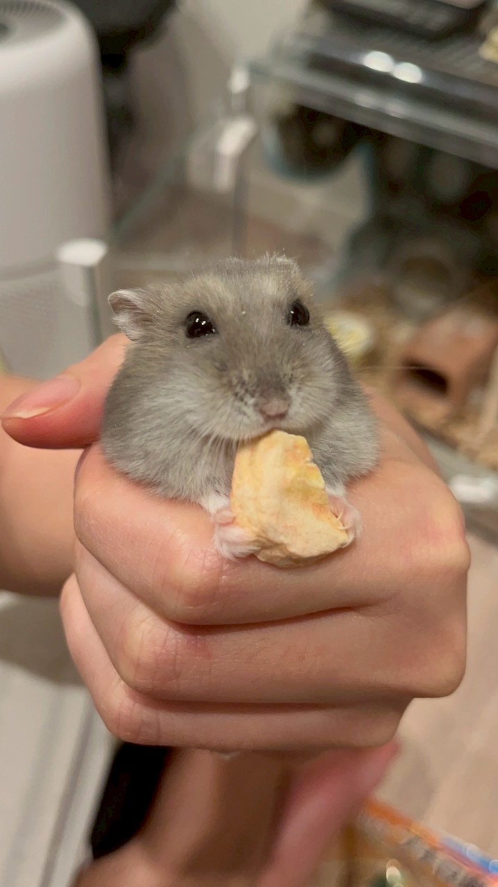 『3月』ぽっぽメンバーシップオープンチャット『春』