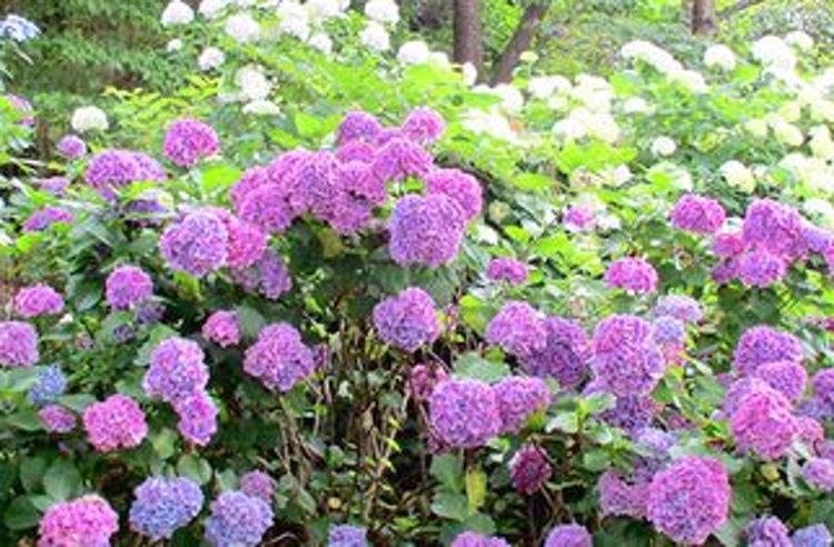 梅雨季就要欣賞紫陽花 筆記做起來 明年五月安排一場紫陽花之旅吧 Line旅遊