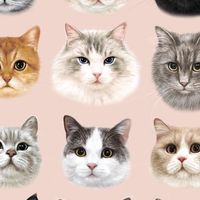 守護貓星人健康陣線🐈🩷