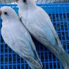 P.G 鸚鵡&鳥用品買賣社群
