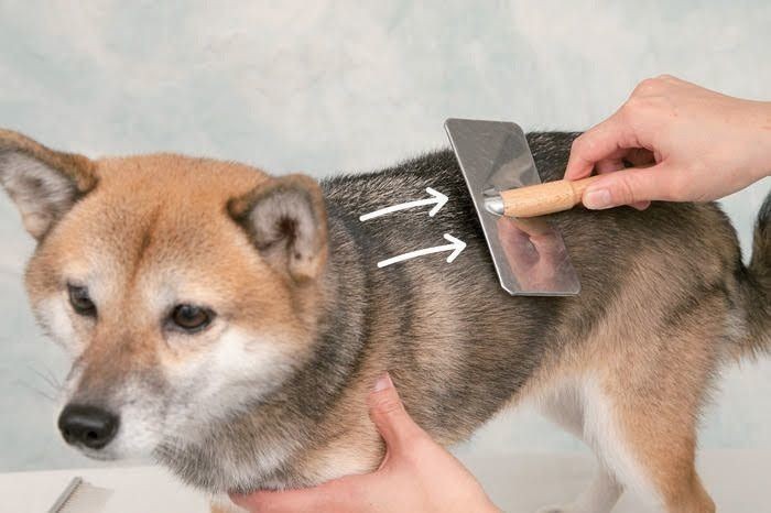 春はなぜ愛犬の抜け毛が増える 換毛期のブラッシング方法