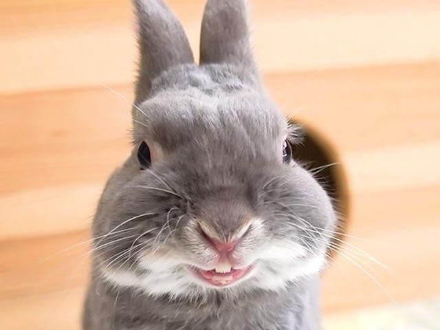 あなたのどの子が好み うさぎの種類7選 ふうたの飼い主 毎日が発見