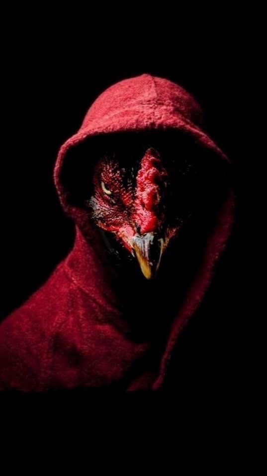 นกฮู้ก คุยเรื่องไก่