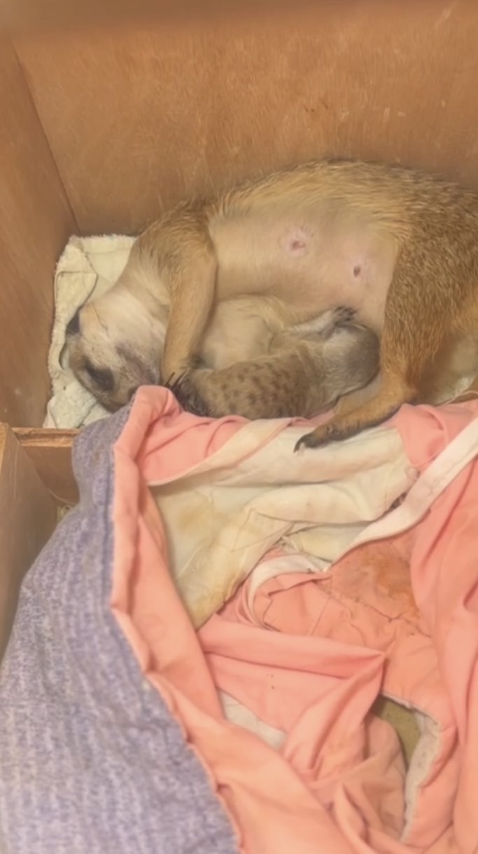 獴獴家族（狐獴）