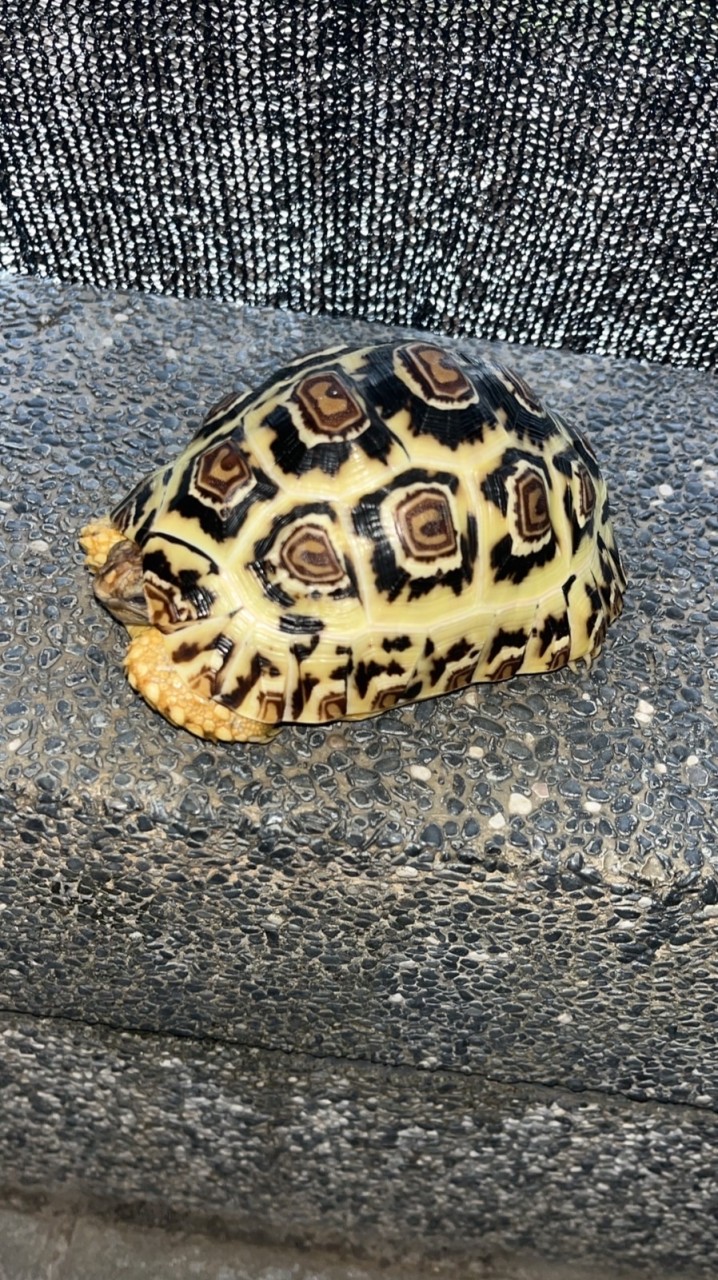 陸龜新手村