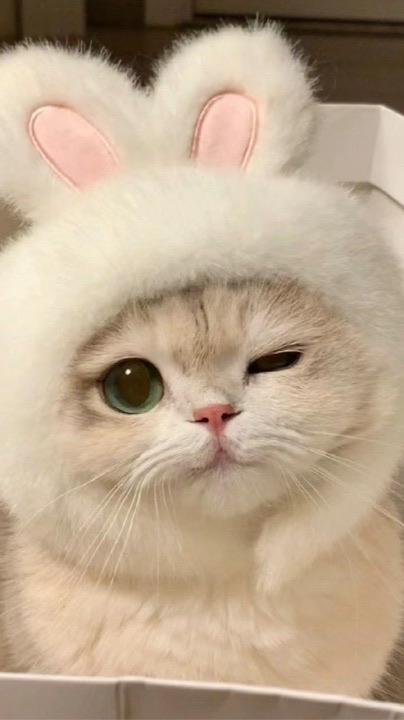 聊天の群組
