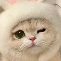 聊天の群組