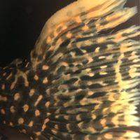 TW水族交流