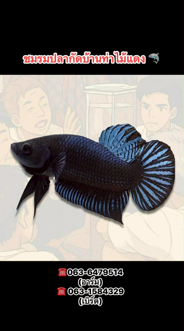 ชมรมปลากัดบ้านท่าไม้แดง
