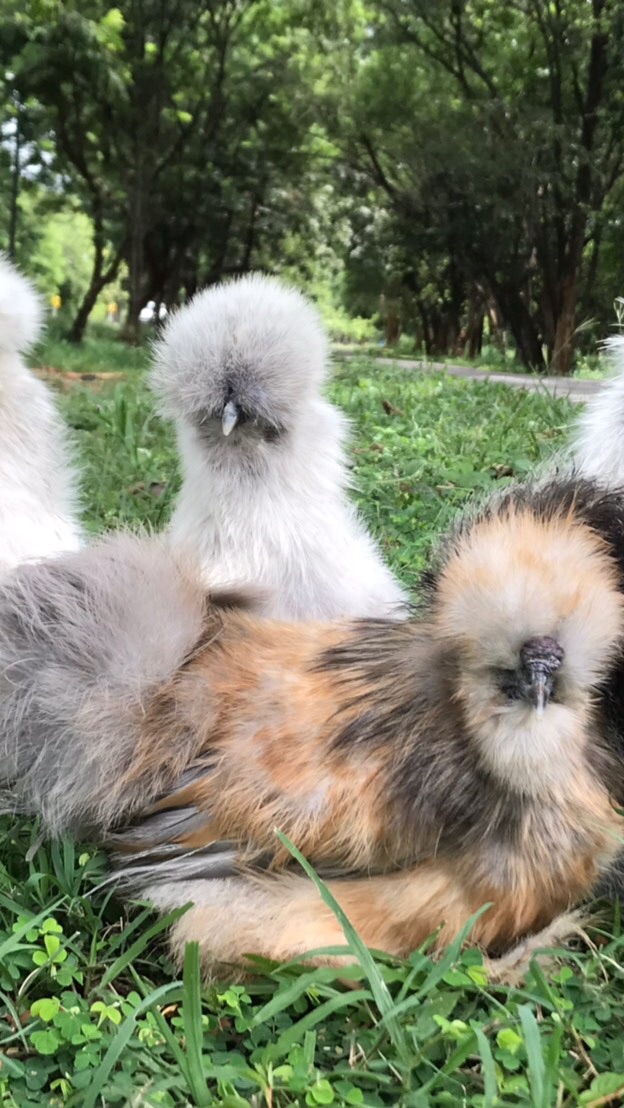 คนรักไก่ต่างประเทศ silkie usa