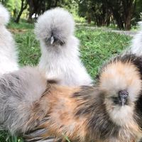 คนรักไก่ต่างประเทศ silkie usa