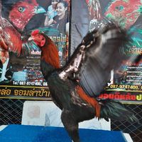 ซุ้ม ส.สมหวัง ลาดกระบัง