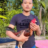 ก๊อต ปิยะวัช ฟาร์ม🐔