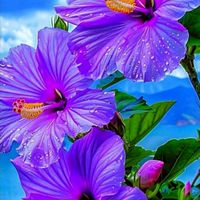 🍓บ้านลีลาวดี🍓 (Banlilawadi)