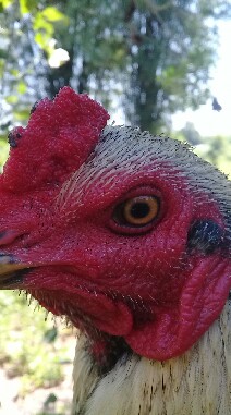 ไก่ชน inbreed