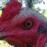 ไก่ชน inbreed