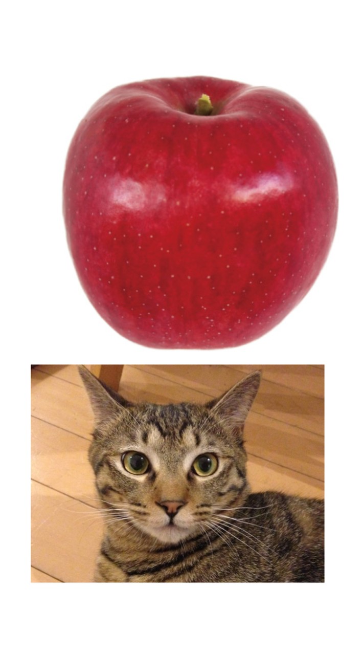 津軽弁(もしわげね)🍎 と 九州弁(しょんなかたい)🍜 と キジトラ🐈‍⬛🐾の部屋