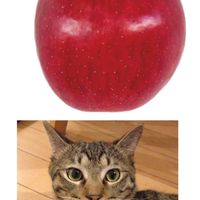 津軽弁(もしわげね)🍎 と 九州弁(しょんなかたい)🍜 と キジトラ🐈‍⬛🐾の部屋