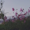 韻（ライム）言葉遊び