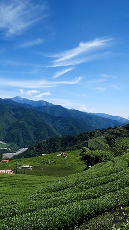 山茶的故鄉-長誼茶業