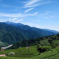 山茶的故鄉-長誼茶業