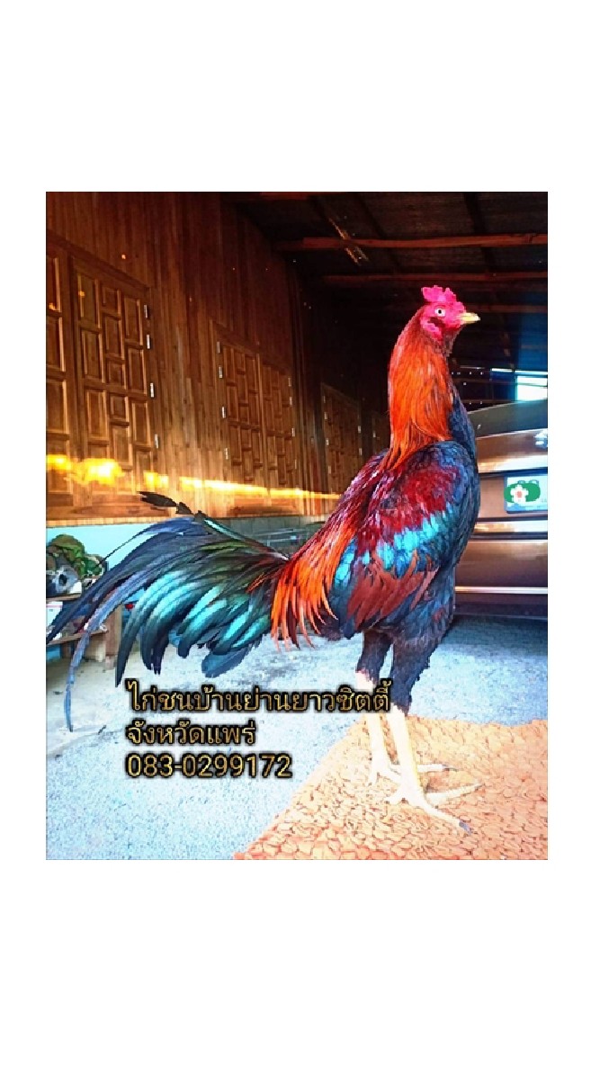 ไก่ชนบ้านย่านยาวซิตตี้ จ.แพร่