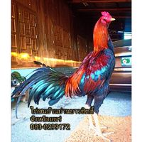 ไก่ชนบ้านย่านยาวซิตตี้ จ.แพร่