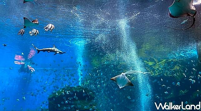 是不是也想偷偷告白 Xpark冬の水族館恋愛物語 愛情應援團出動 水族館約會有5大優點搶先公開 雙人良緣套票限定販售 Walker Line Today