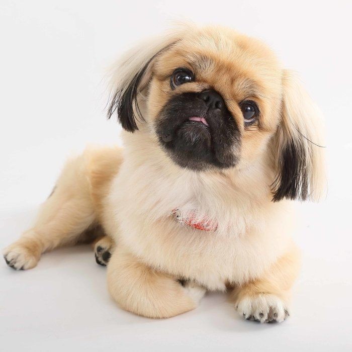 オレの背中は預けた 犬が背を向けてくるのは信頼の証