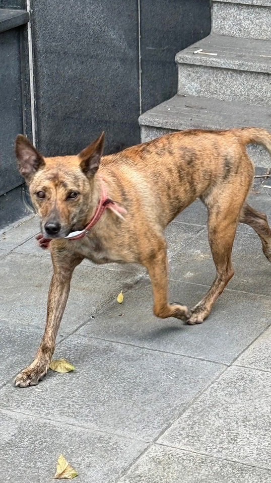 尋找紅項圈公虎斑犬