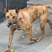 尋找紅項圈公虎斑犬