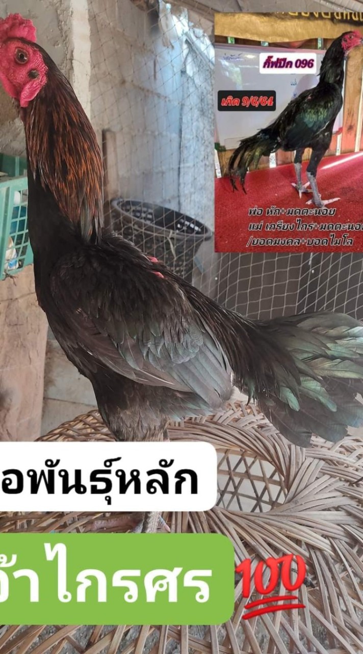 แท็ปป๋าก๋อยสายชน