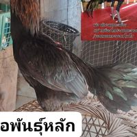 แท็ปป๋าก๋อยสายชน