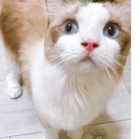 💙毛孩咬錢包💜