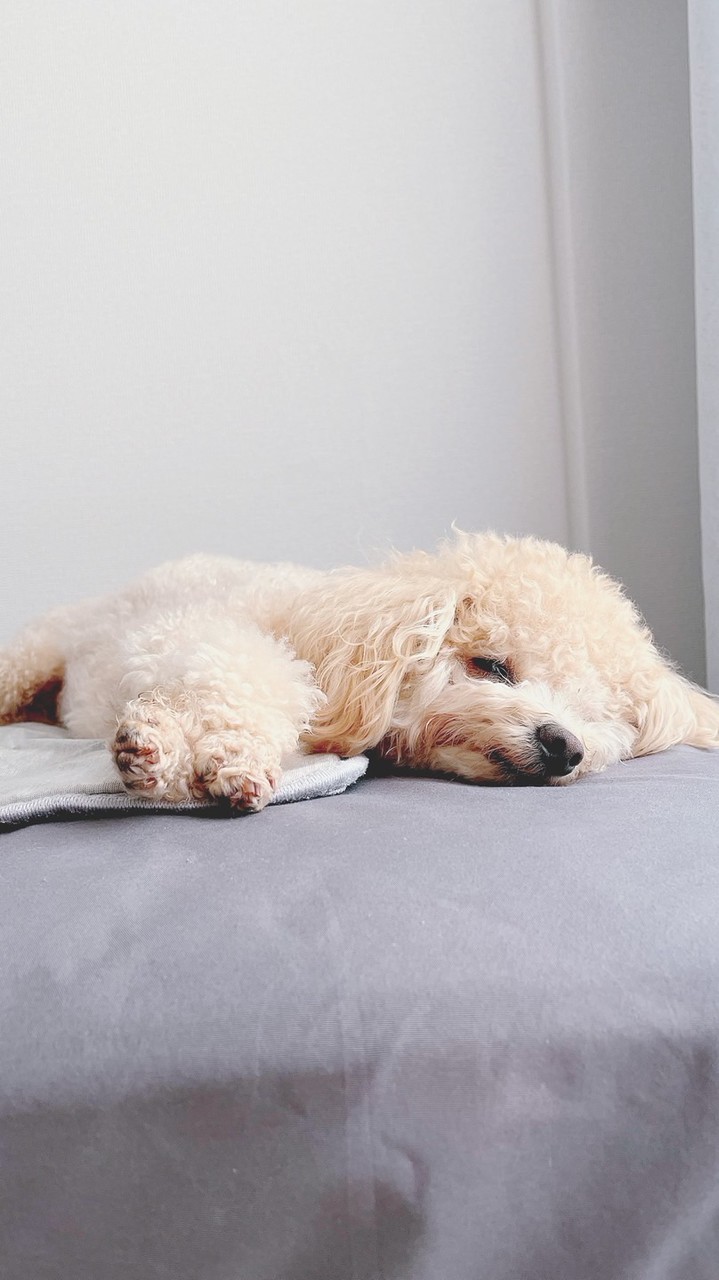 わたあめオプチャ🦭🫧