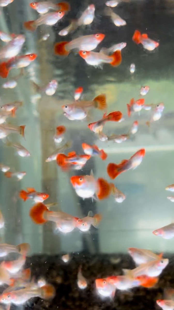 雄爺孔雀魚球魚競標社團