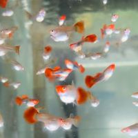 雄爺孔雀魚球魚競標社團