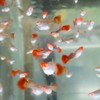 雄爺孔雀魚球魚競標社團