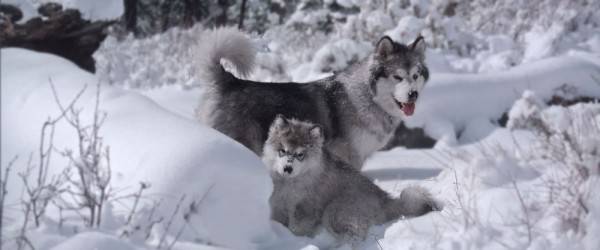 Mengenal 7 Fakta Alaskan Malamute Sering Salah Dikira Siberian Husky