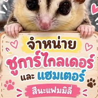 จำหน่ายชูการ์ไกลเดอร์ สึนะแฟมมิลี่
