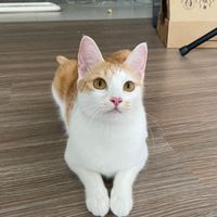 星星の大便機器人