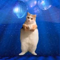 猫ミーム好きは集まろう！