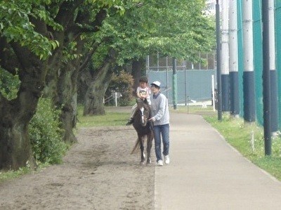 都内 無料で動物ふれあいが楽しめるスポット 乗馬も多数 前編